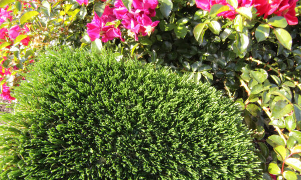 Lake Havasu synthetic turf artificial grass- (928)208-7188